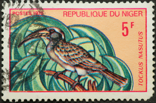 Niger toucan