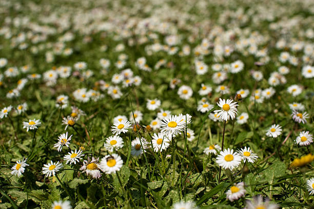 daisy stock photo