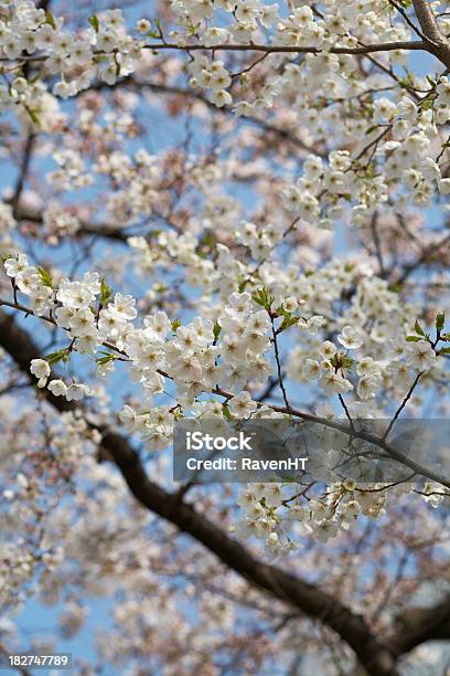 Cherry Blossoms Stock Photo - Download Image Now - Cherry Blossom, Flower, Happiness