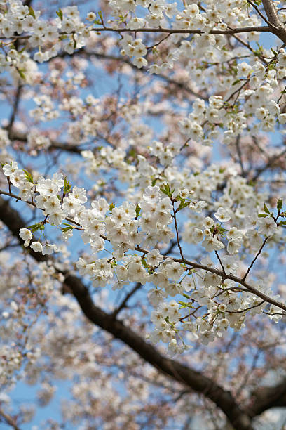 Cherry Blossoms - foto de acervo