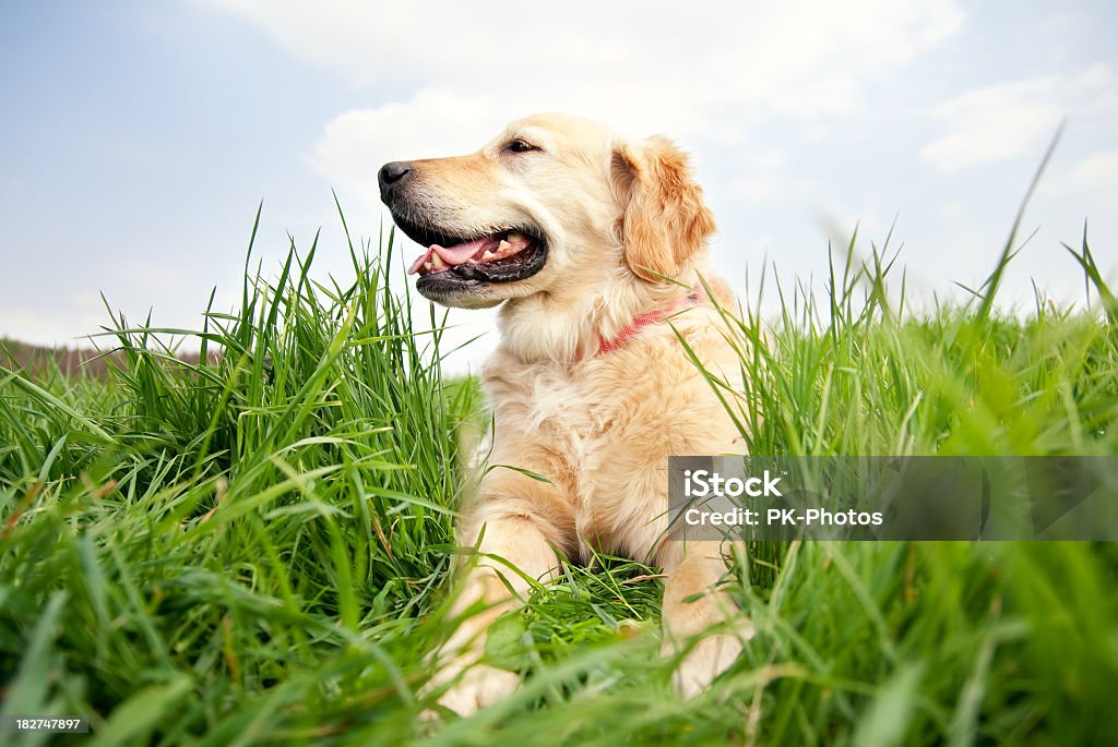 Cão feliz em um Prado - Royalty-free Animal Foto de stock