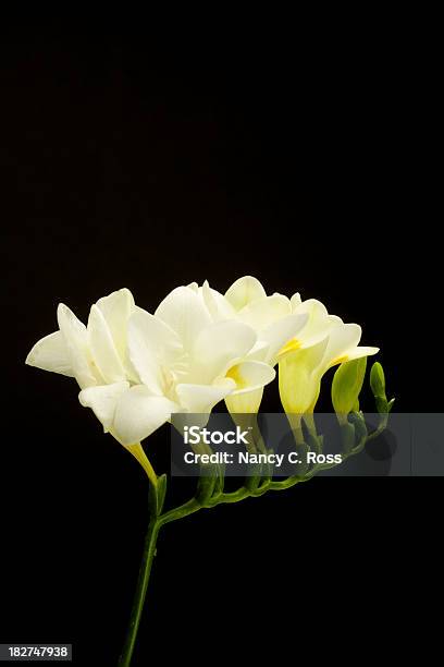 ホワイトのフリージアの花で分離ブラック垂直 - フリージアのストックフォトや画像を多数ご用意 - フリージア, 白色, アヤメ属