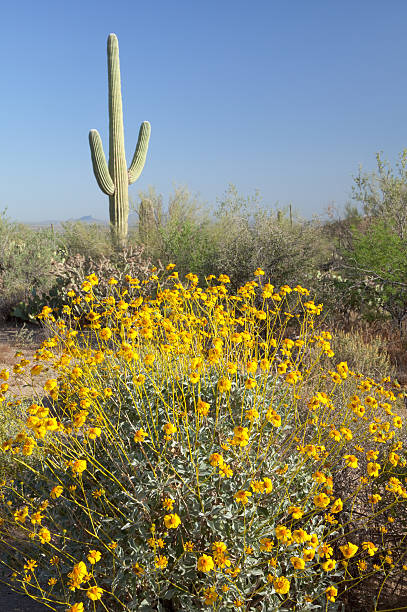 encelia farinosa e fiore di cactus saguaro - brittlebush foto e immagini stock