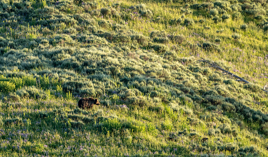 Grizzly Bear On Hillside in Hayden Valley of Yellowstone