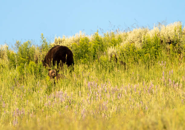 детеныш гризли смотрит вверх с мамой позади него - montana mountain lupine meadow стоковые фото и изображения