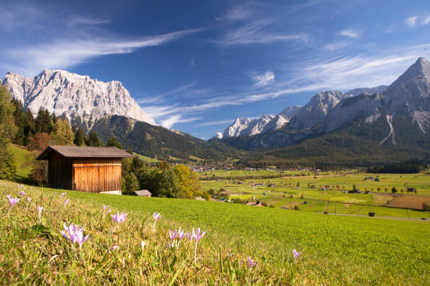 prairie d'été près de ehrwald - zugspitze mountain tirol lermoos ehrwald photos et images de collection