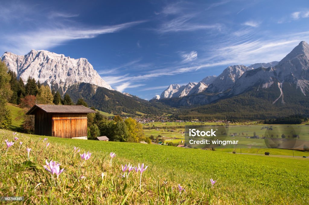 summer meadow near ehrwald "alpine summer meadow in austria, view on mt. sonnenspitz" Austria Stock Photo