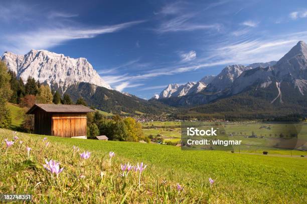 Lato Łąka W Pobliżu Ehrwald - zdjęcia stockowe i więcej obrazów Austria - Austria, Góra, Tyrol