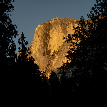 Halfdome Glows Orange Through The Pines In Yosemite Valley just before sunset