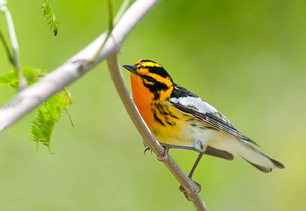 istock Blackburnian Warbler - South Texas 182748402