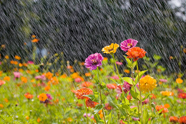 summer rain in a field of colorful flowers - regen stockfoto's en -beelden