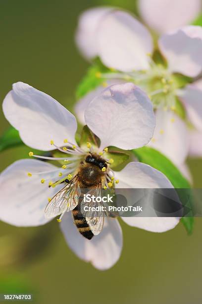 Honigbienen Sammeln Großen Stockfoto und mehr Bilder von Apis - Apis, Arbeiten, Aromatherapie