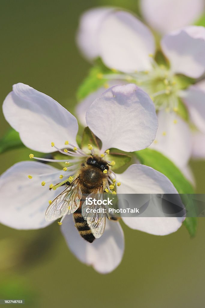 Bee recogida de miel-grande - Foto de stock de Abeja libre de derechos