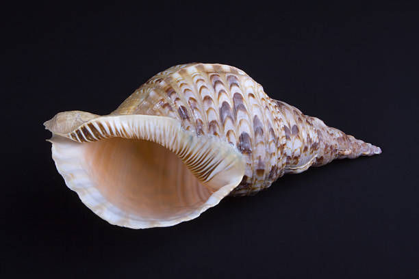 istock Charonia tritonis shell from Kenya on black background 182748748