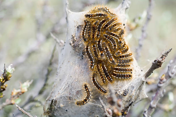 nido de brown-cola (euproctis chrysorrhoea) de espino cerval de mar - branch caterpillar animal hair insect fotografías e imágenes de stock