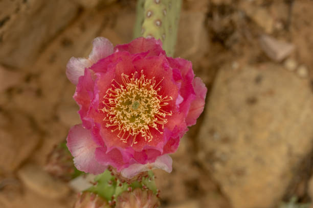 istock Pink Beavertail Cactus Blossom Blooms in Zion 1827490221