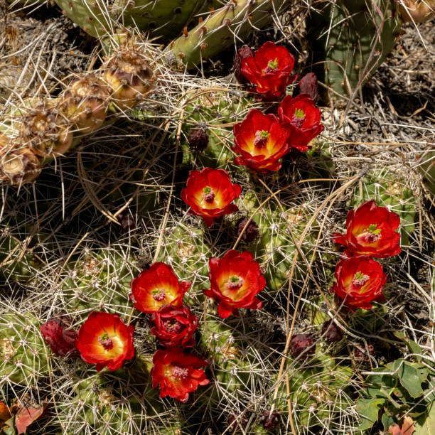 istock Red and Yellow Blossoms of Claret Cup Cactus 1827490748