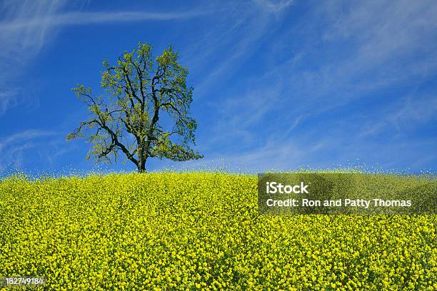 Oak Tree And Hill Top Covered With Mustard Plants Stock Photo - Download Image Now - Hill, Mustard Plant, Agricultural Field