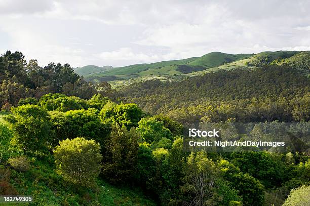Berkeley Hills San Francisco Bay Area Calfornia Stock Photo - Download Image Now - Tilden Regional Park, California, Canyon