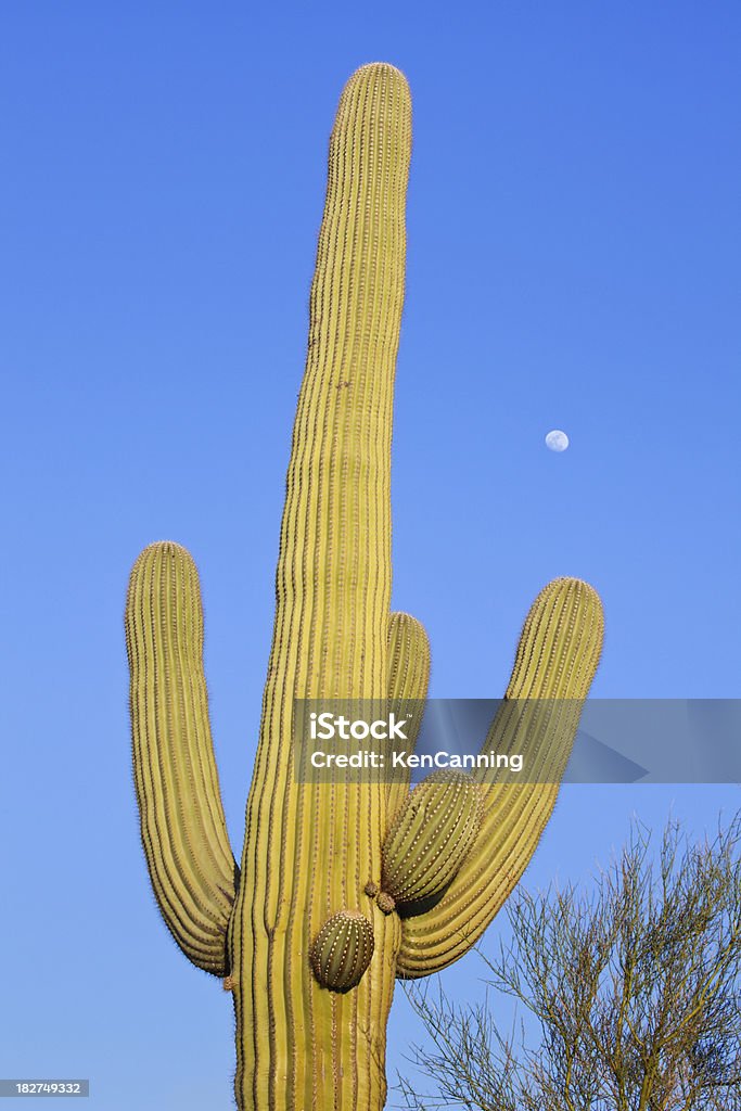 Cactus Saguaro y Luna - Foto de stock de Aire libre libre de derechos