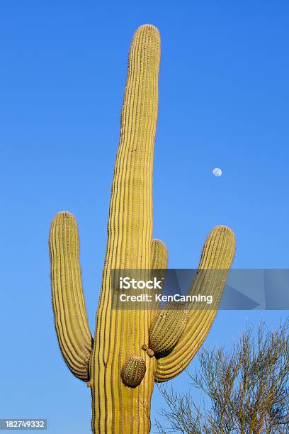 Cactus Saguaro Y Luna Foto de stock y más banco de imágenes de Aire libre - Aire libre, Amarillo - Color, América del norte