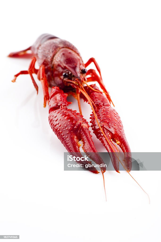 Lagostins vermelho isolado no branco - Royalty-free Antena - Parte do corpo animal Foto de stock