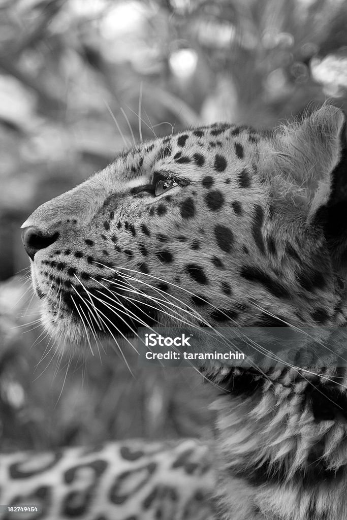 Amur Leopard Black and white of an amur leopard Black And White Stock Photo