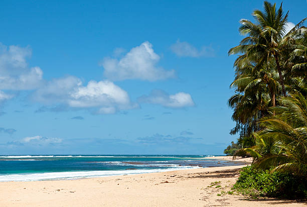 istock Tropical Beach with white sand and palm trees 182749514