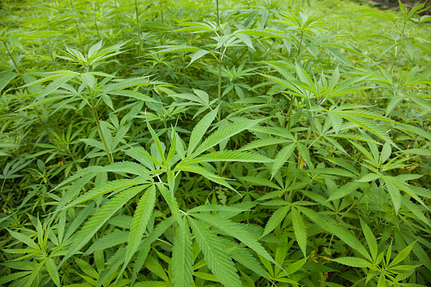 Hemp  Cannabis leaves closeup