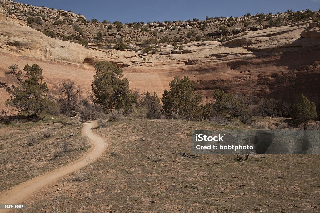 Single Track - Photo de Arbre libre de droits