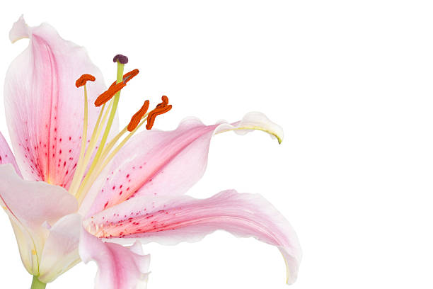 아시아틱 나리 - lily lily family temperate flower asiatic lily 뉴스 사진 이미지