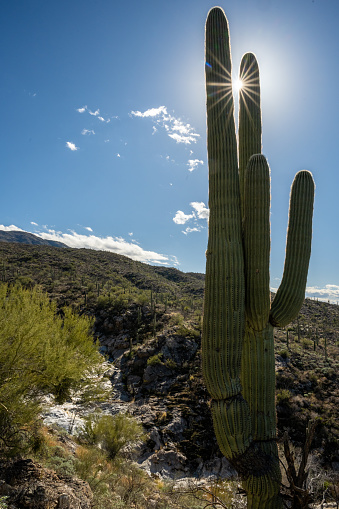 Sunburst Through Saguaro Cactus in Sonoran Desert