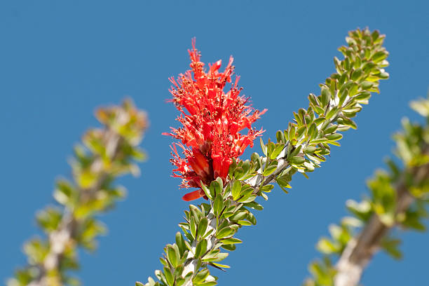 ocotillo flowers, Fouquieria splendens Close up of ocotillo flowers and leaves, Fouquieria splendens. Leaves only appear after rain, branches are bare much of the year. These are true leaves, not cactus spines. Ocotillo is not cactus.  Joshua Tree National Park, California, USA. ocotillo cactus stock pictures, royalty-free photos & images