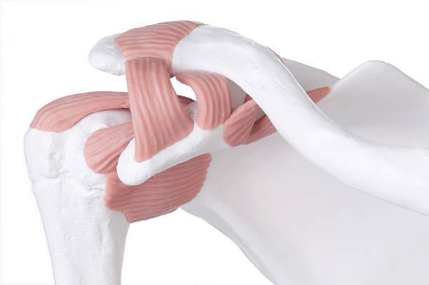 istock Model of scapula also known as shoulder joint  182750505