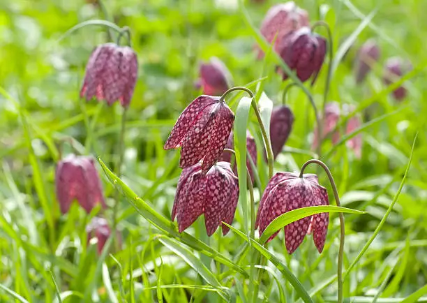 Photo of Flowering Snakeshead Lily (Fritillaria meleagris)