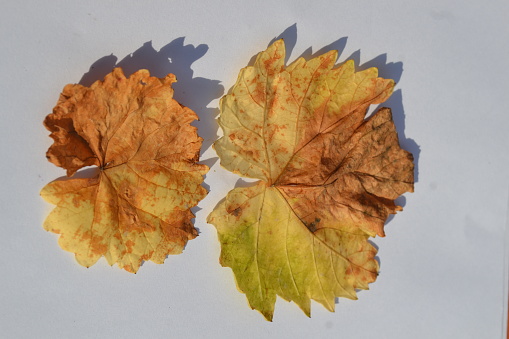 Autumn flat lay on white background: various dry leaves