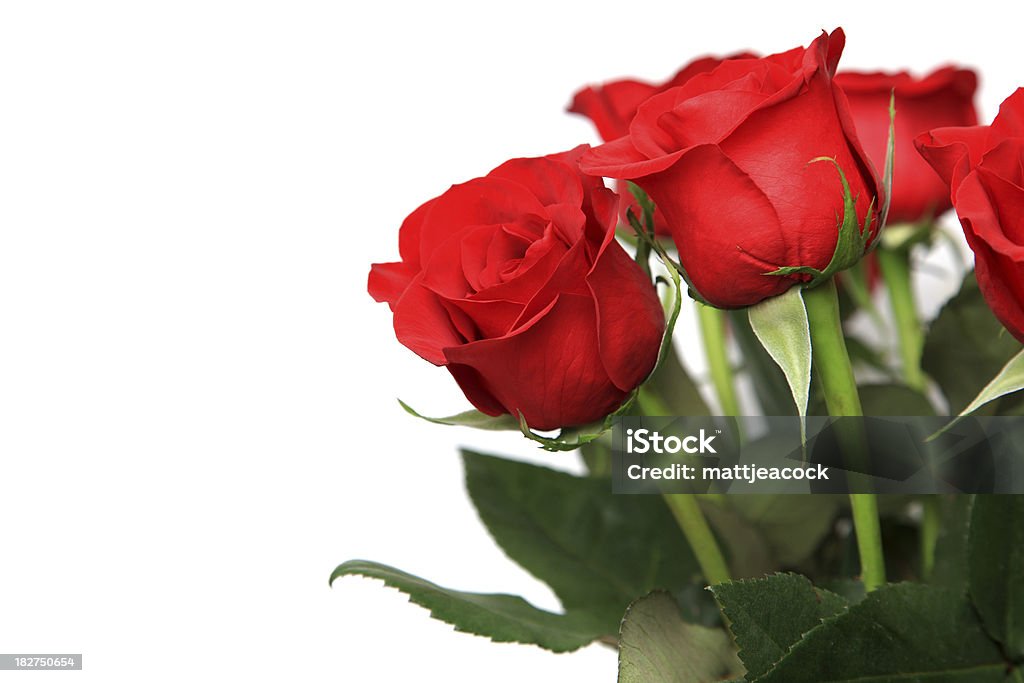 빨간 장미 - 로열티 프리 0명 스톡 사진