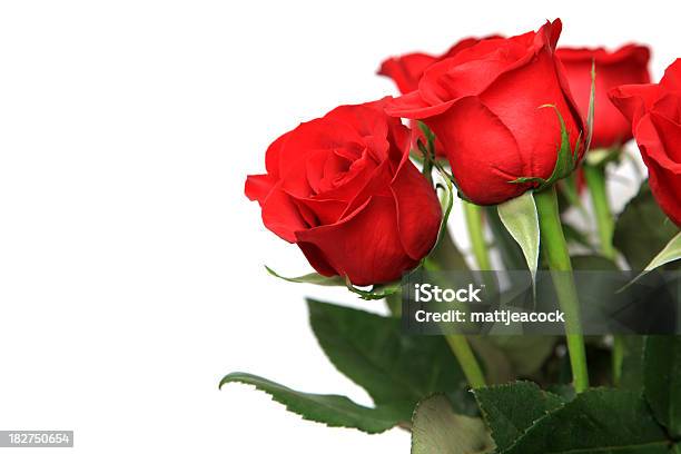 Красные Розы — стоковые фотографии и другие картинки Без людей - Без людей, Белый фон, Букет