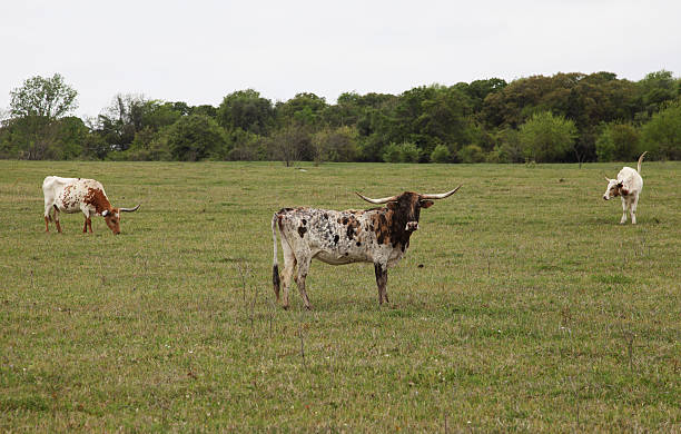 taureau de buffle xxl - texas texas longhorn cattle bull landscape photos et images de collection