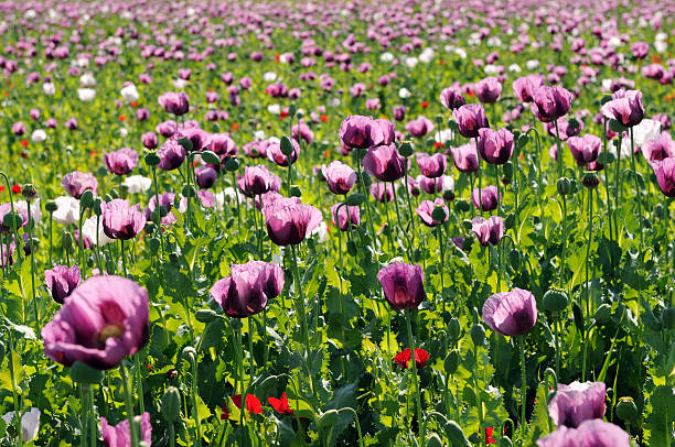 drogenart landwirtschaft - poppy flower opium poppy formal garden stock-fotos und bilder