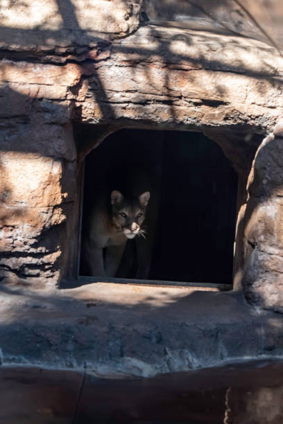 istock Puma hiding in the shadows 1827509101
