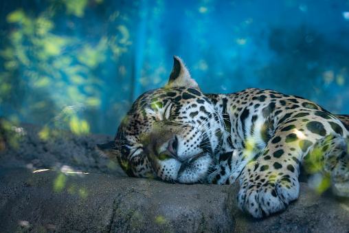 sleeping amur leopard