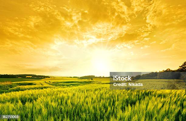 Paisaje De Trigo De Oro Foto de stock y más banco de imágenes de Amarillo - Color - Amarillo - Color, Cielo, Campo - Tierra cultivada