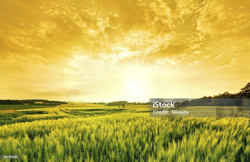 Paysage de blé doré - Photo de Jaune libre de droits