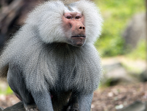 Wild Formosan macaque, Formosan rock monkey also named Taiwanese macaque in Taiwan are eating and take care of others.