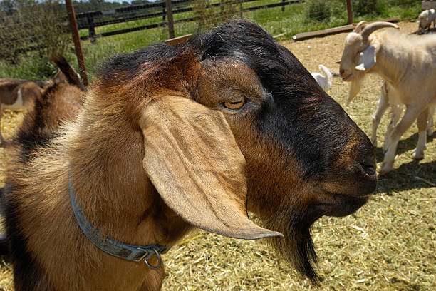 istock Close-up of Goat Looking to the Side 182751141