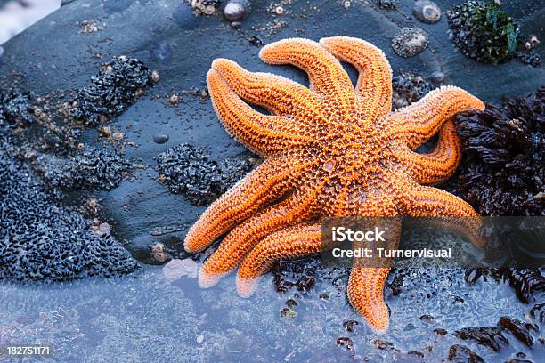 Stella Di Mare - Fotografie stock e altre immagini di A forma di stella - A forma di stella, Acqua, Animale