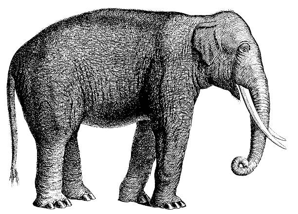 코끼리/앤틱형 짐승 일러스트 - elephant animal isolated white background stock illustrations