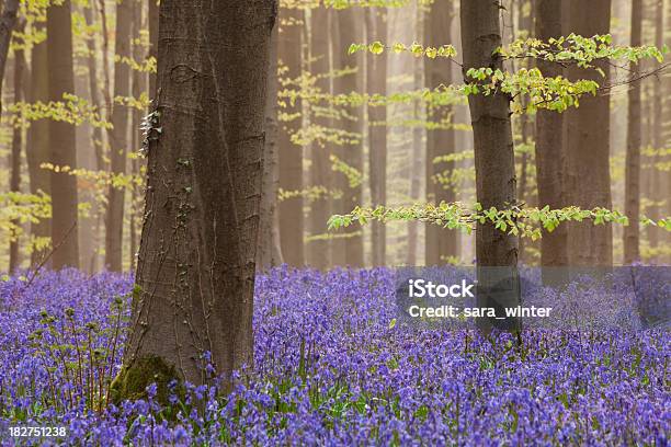 Rozkwiecony Dzwonek Lesie Hallerbos W Belgii Rano Światło Słoneczne - zdjęcia stockowe i więcej obrazów Bajka