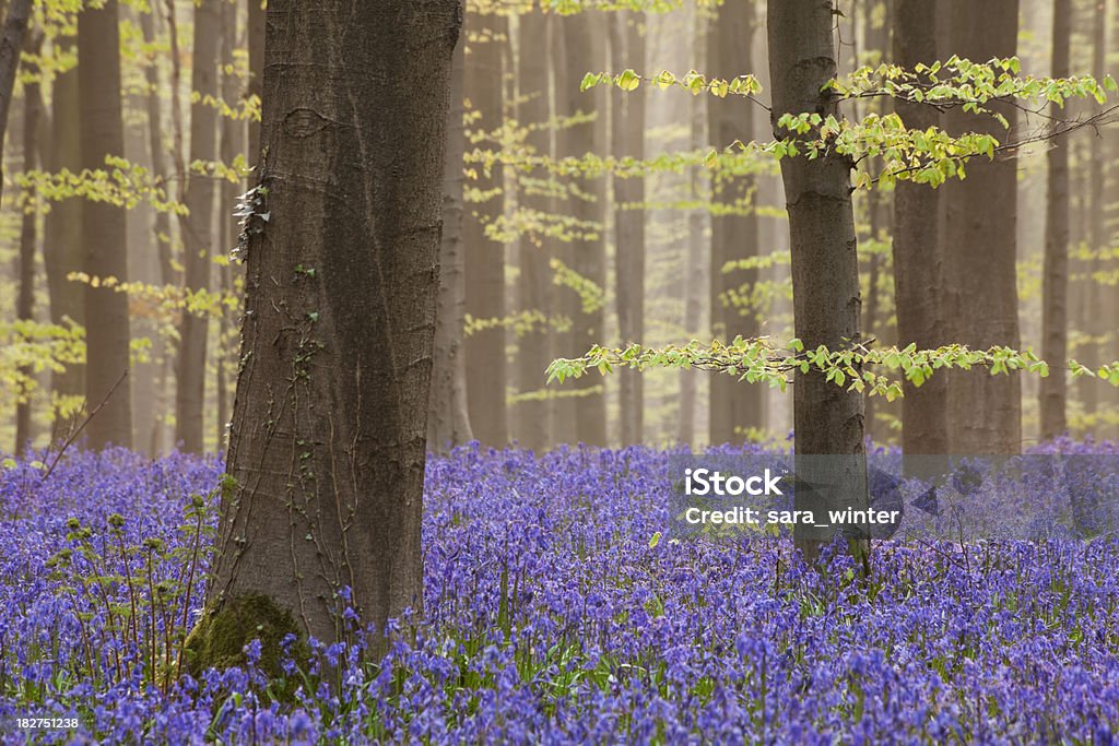 Florescendo bluebell floresta de Hallerbos na Bélgica, luz do sol da manhã - Foto de stock de Ajardinado royalty-free